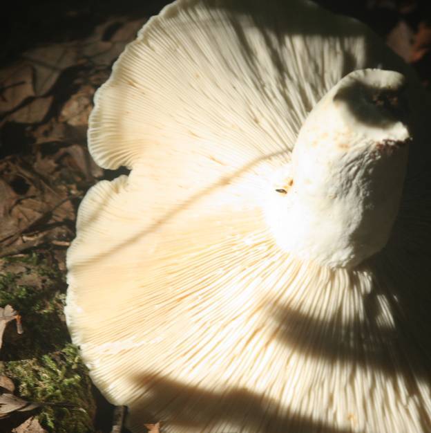 Russula da identificare